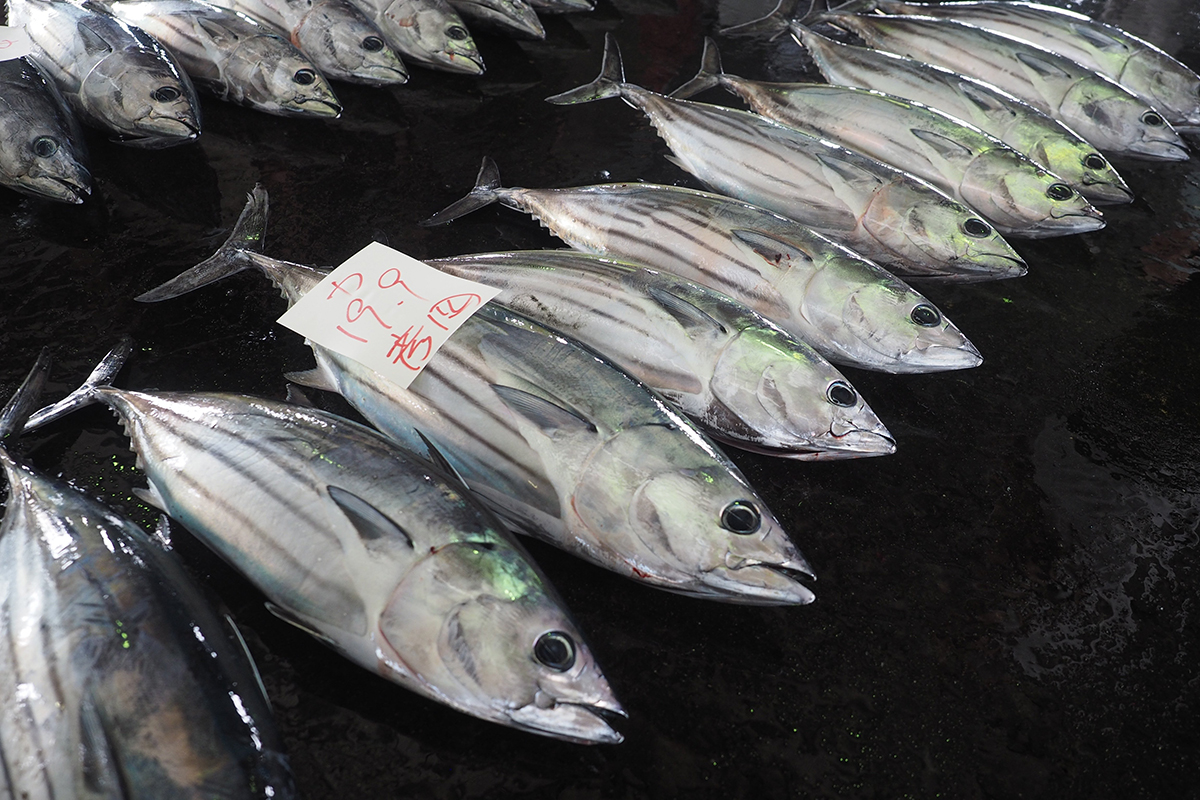 OCEAN BISTRO 旬の食材 舞阪もちかつを もち鰹漁
