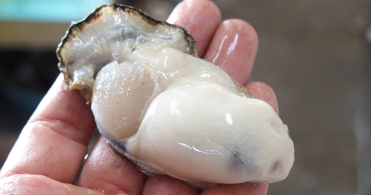 OCEAN BISTRO 旬の食材 牡蠣