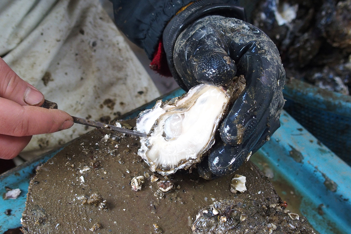 OCEAN BISTRO 旬の食材 牡蠣 手剥き