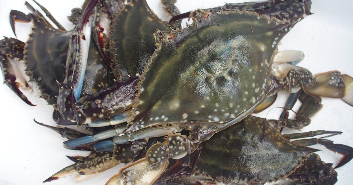 OCEAN BISTRO 旬の食材 ワタリガニ 茹で蟹